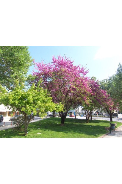 Догляд за церцисом європейським